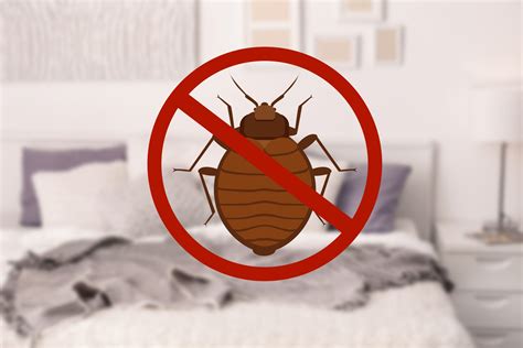 best bed bug exterminator baltimore